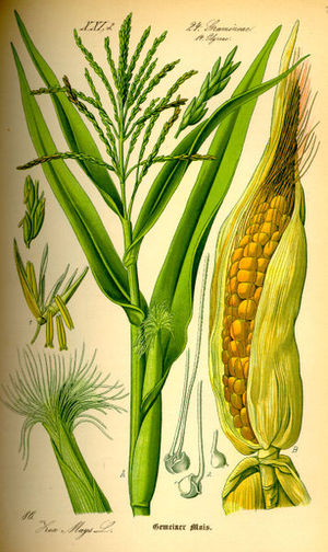 Corn_stover Corn_stover