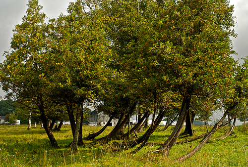 Door de wind gebogen boom bron flickr sketchy record Door de wind gebogen boom bron flickr sketchy record