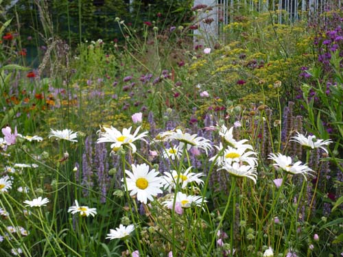 Prairietuin met bloemen2