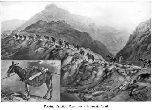 Muilezels vervoeren staalkabel