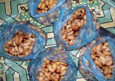 Insectenvlees te koop