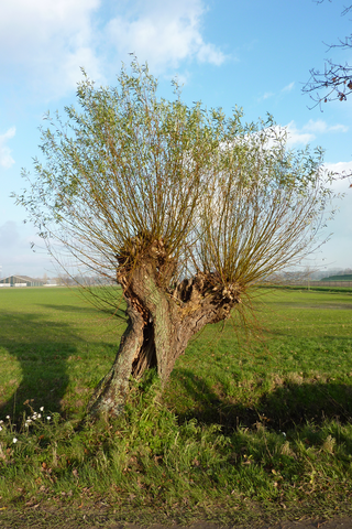 Knotwilg met holtes in stam