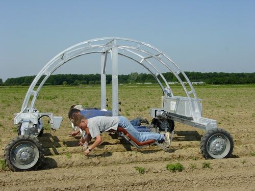 De wietkever De wietkever