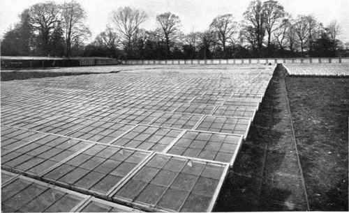 onverwarmde kassen onverwarmde kassen