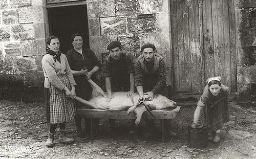 Traditionele varkenskweek